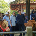 Group of officials and villagers watching two cows tied in a farmyard outdoors under trees