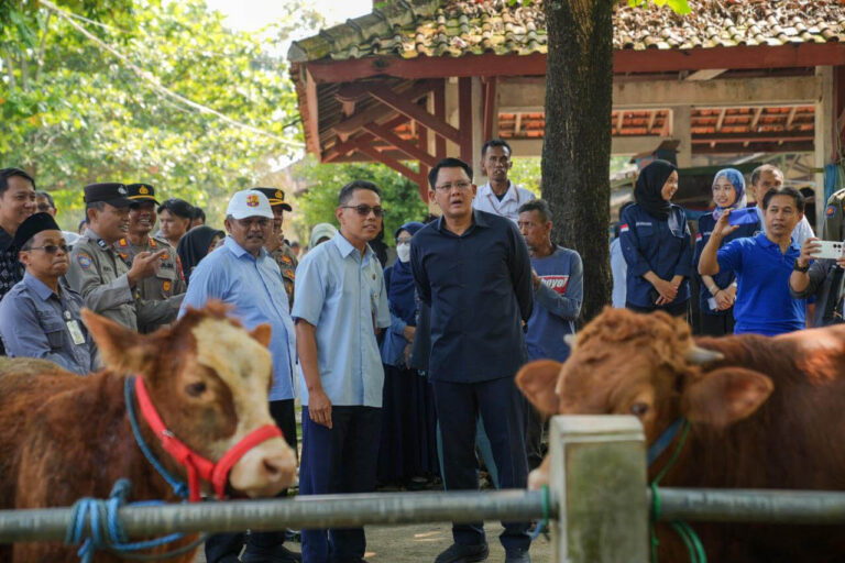 Group of officials and villagers watching two cows tied in a farmyard, outdoors under trees.