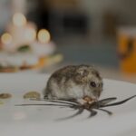Small hamster nibbling a piece of food on a white plate with a chocolate swirl design with scattered seeds nearby