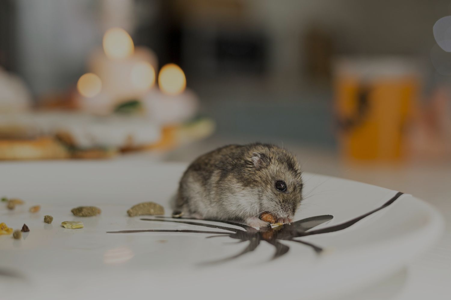 Small hamster nibbling a piece of food on a white plate with a chocolate swirl design with scattered seeds nearby