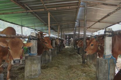 Row of brown cows in a covered barn eating hay from a central aisle.