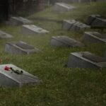 Gravestones scattered on a grassy cemetery a single red rose rests on the foreground marker