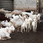 Group of goats in a muddy farmyard some lying down and others standing near a wooden shed fence