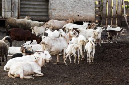 Group of goats in a muddy farmyard, some lying down and others standing near a wooden shed fence.