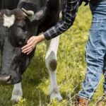 Person in jeans and a plaid shirt gently pets a black and white cow in a grassy field