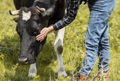Person in jeans and a plaid shirt gently pets a black-and-white cow in a grassy field