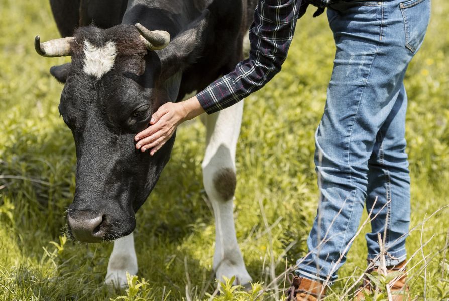 Person in jeans and a plaid shirt gently pets a black and white cow in a grassy field