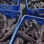 Blue plastic crates filled with dark elongated fish stacked at a marketwholesale area