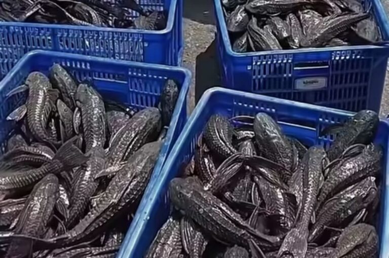 Blue plastic crates filled with dark, elongated fish stacked at a market/wholesale area.