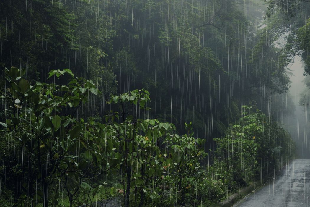 26ehujan catrawarta Heavy rain falls on a lush green forest beside a wet road