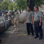 A white cow tied with a rope around its neck stands beside four men on a paved walkway observing or chatting in a park like setting