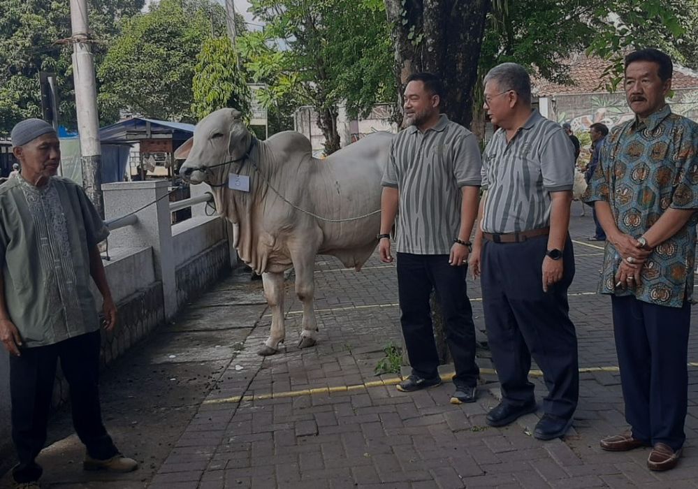 A white cow tied with a rope around its neck stands beside four men on a paved walkway observing or chatting in a park like setting