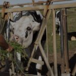 Farmer offering fresh grass to a white cow through a rusty metal feeding barrier