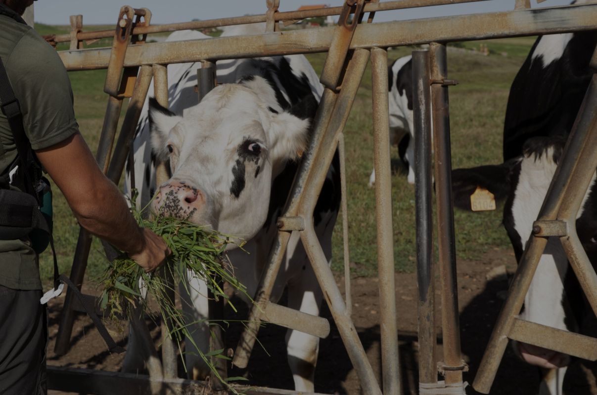 27esapi catrawarta Farmer offering fresh grass to a white cow through a rusty metal feeding barrier