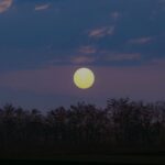 Silhouetted trees along the horizon under a dusky blue sky with a large pale sun low on the horizon