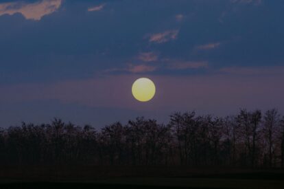 Silhouetted trees along the horizon under a dusky blue sky with a large pale sun low on the horizon