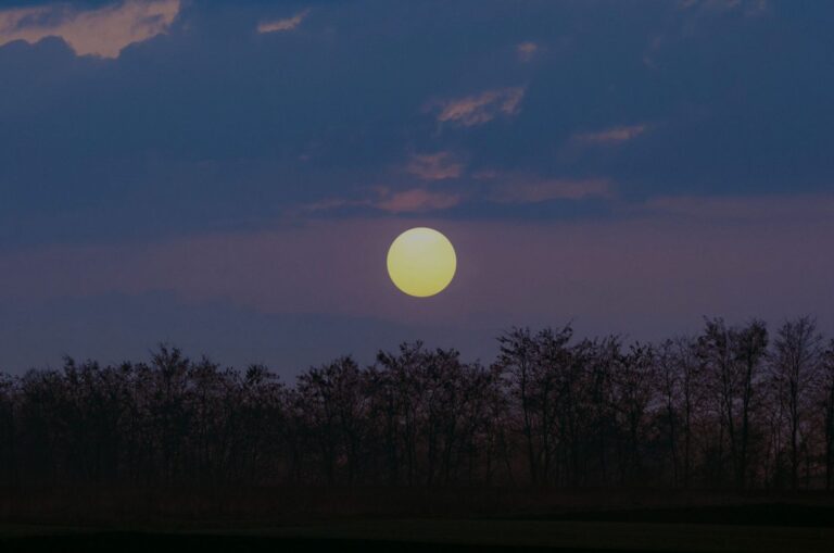 Silhouetted trees along the horizon under a dusky blue sky with a large pale sun low on the horizon.