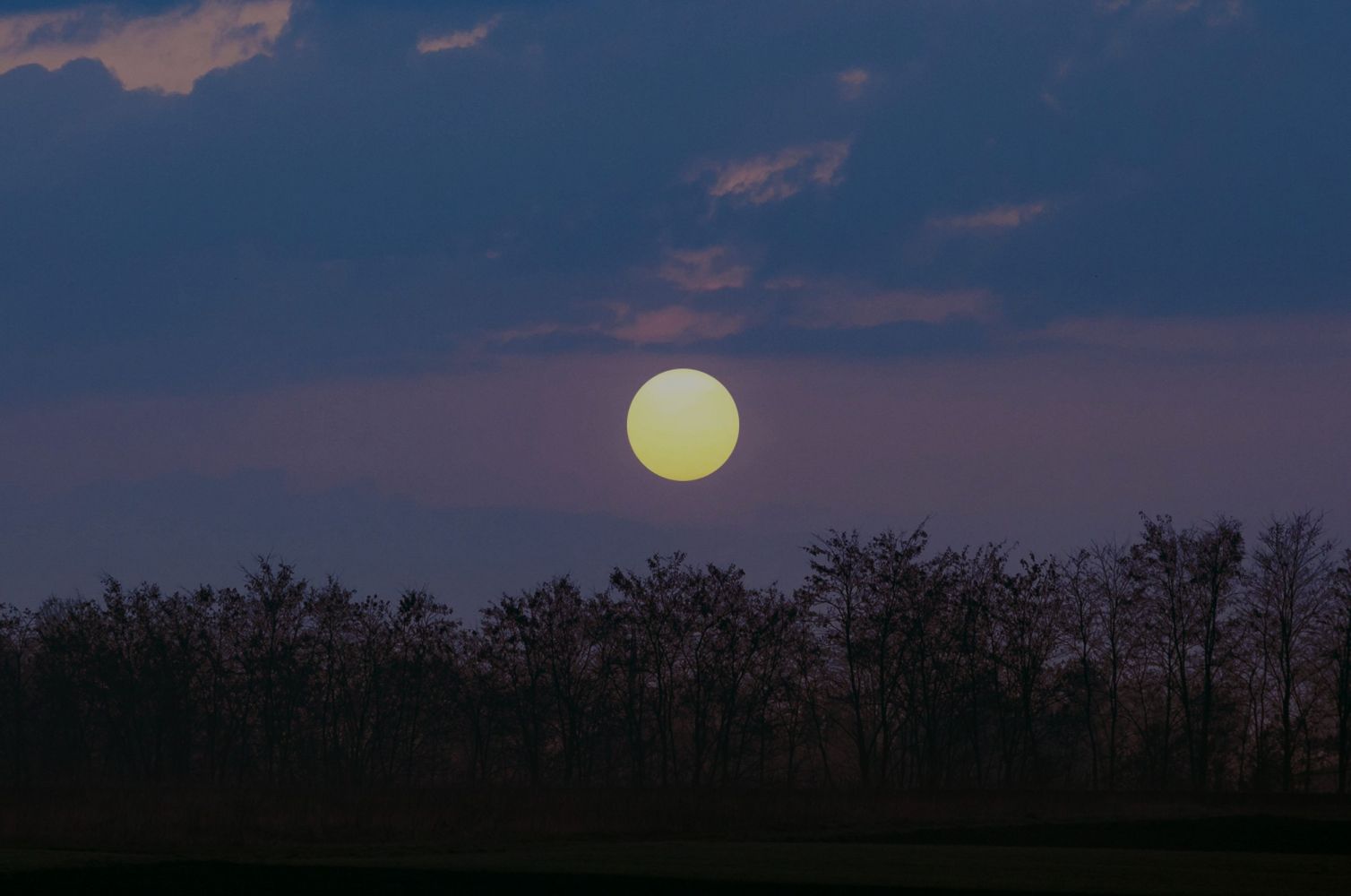 29ebulan catrawarta Silhouetted trees along the horizon under a dusky blue sky with a large pale sun low on the horizon