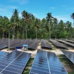 Rows of solar panels in a tropical field with palm trees and a blue sky