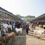 Crowded outdoor livestock market with goats and people under metal sheds on both sides of a wide central aisle