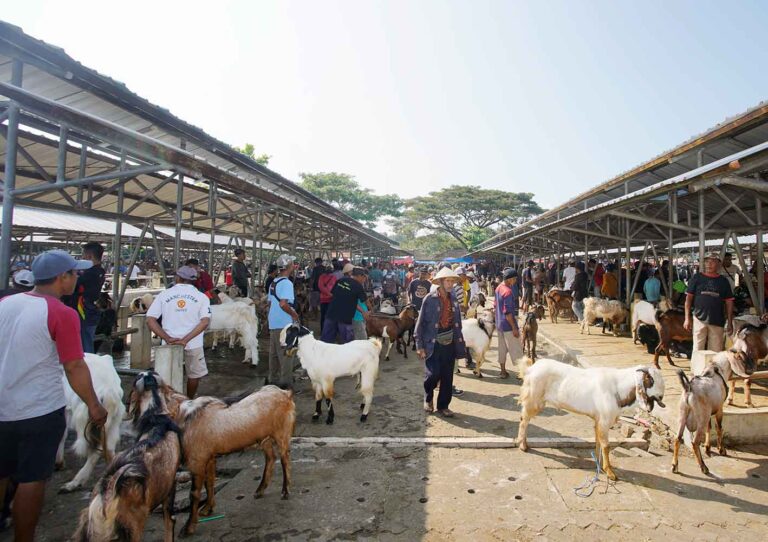 Crowded outdoor livestock market with goats and people under metal sheds on both sides of a wide central aisle.