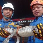 Two rescue workers in blue uniforms and helmets holding a large crocodile between them inside a vehicle or shelter area