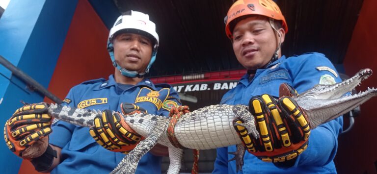 Two rescue workers in blue uniforms and helmets holding a large crocodile between them inside a vehicle or shelter area.