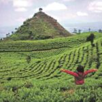 Person in a red jacket stands with arms outstretched in lush terraced tea fields a conical hill rising in the distance under a cloudy sky