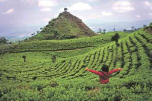 Gunung Cilik Wonosobo, Wisata Alam Baru Unik & Menarik