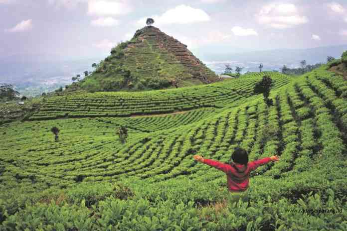 Person in a red jacket stands with arms outstretched in lush terraced tea fields a conical hill rising in the distance under a cloudy sky
