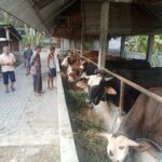 Group of men standing by a row of cows in a barn feeding hay from a trough along a concrete divider