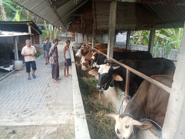 Group of men standing by a row of cows in a barn, feeding hay from a trough along a concrete divider.