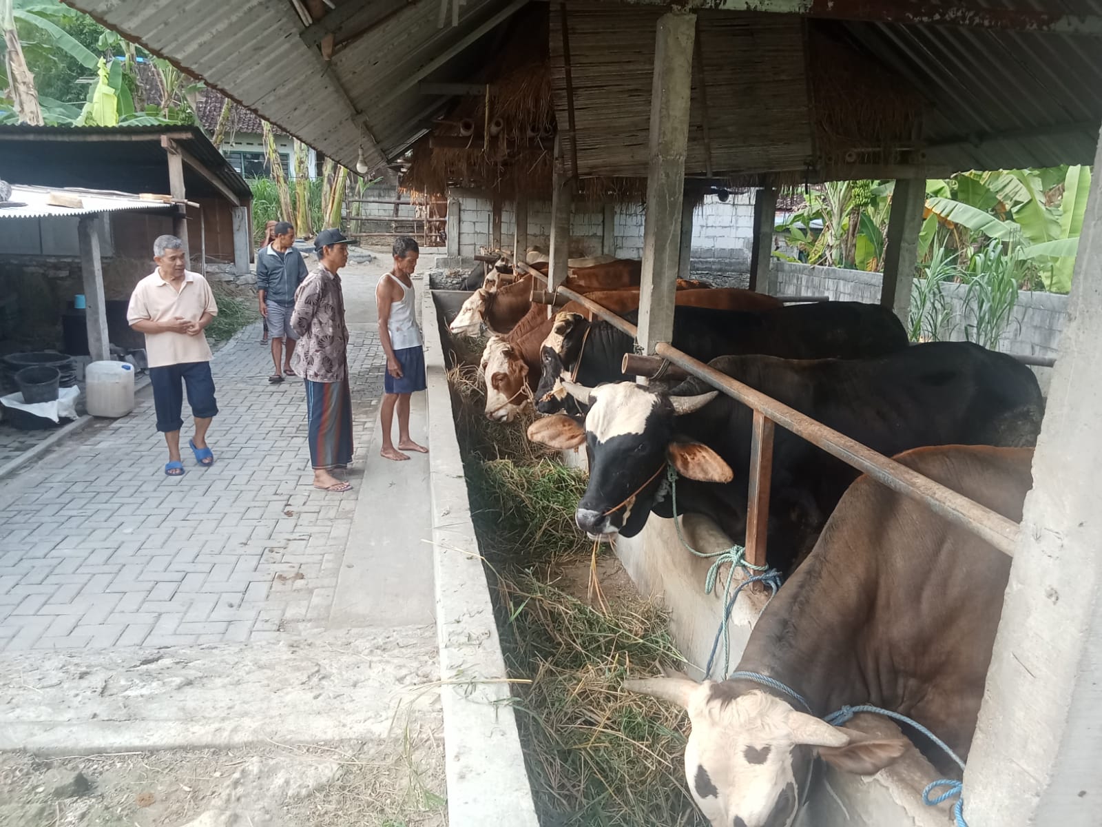 Group of men standing by a row of cows in a barn feeding hay from a trough along a concrete divider