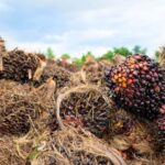 Piles of dark purple oil palm fruit bunches on the ground in a field