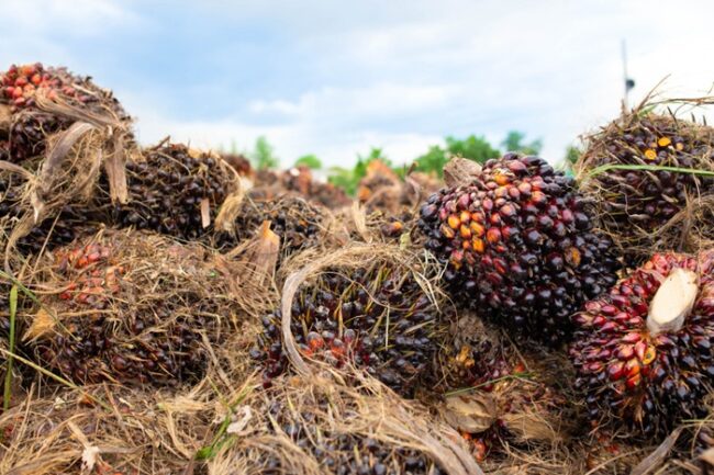 Piles of dark purple oil palm fruit bunches on the ground in a field.
