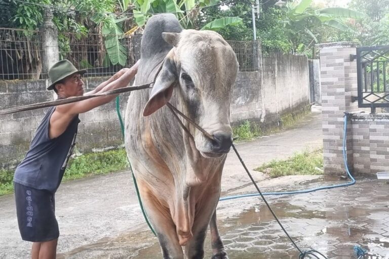 Man wearing a green hat guides a large light-brown ox tied with ropes in a driveway or yard area outside a wall and gate, using a wooden staff as a lever/guide.