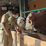 Two uniformed workers wearing masks feed cows at a trough in a barn