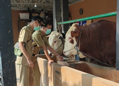 Two uniformed workers wearing masks feed cows at a trough in a barn