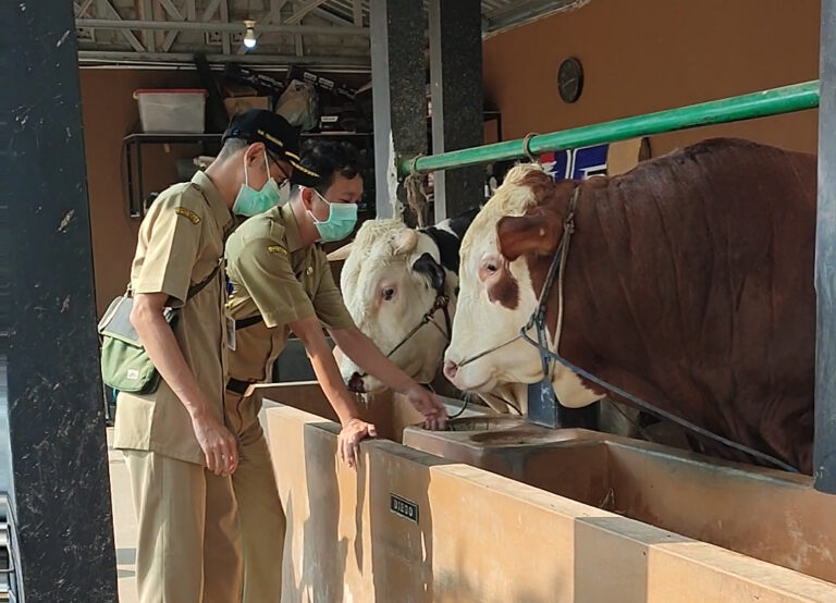 Two uniformed workers wearing masks feed cows at a trough in a barn.