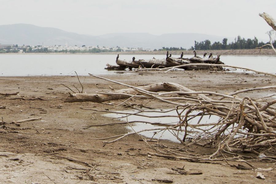13fkemarau catrawarta Driftwood on a muddy beach with a log pile in the water birds perch along the logs hills in the distance