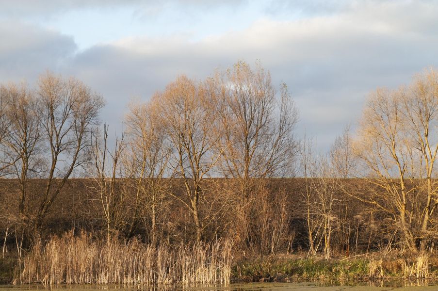 14fkering catrawarta Row of bare trees along a water edge with reeds in the foreground on a cloudy sky day