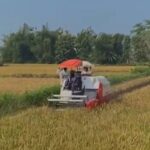 People ride on a white and red combine harvester with a red umbrella through a golden grain field under a blue sky