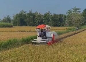 Usai Panen Raya, Kalipentung Bermimpi Miliki Alat Pertanian Modern