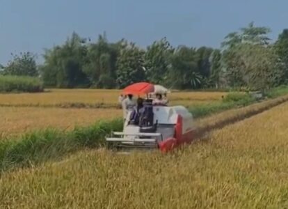 People ride on a white-and-red combine harvester with a red umbrella through a golden grain field under a blue sky.