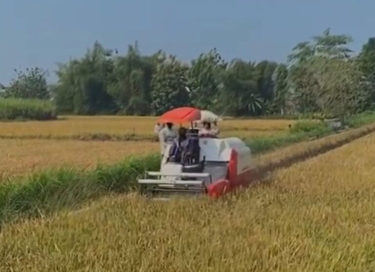 People ride on a white-and-red combine harvester with a red umbrella through a golden grain field under a blue sky.
