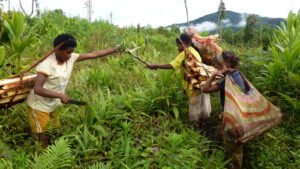 Tradisi Adat Papua, Ibu Melahirkan Harus di Luar Rumah
