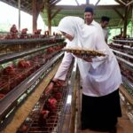 Woman in a white hijab feeds chickens in a multi tier poultry coop holding an egg carton as she reaches into the cages while two men look on in the background