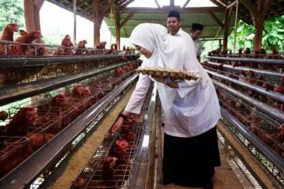 Woman in a white hijab feeds chickens in a multi tier poultry coop holding an egg carton as she reaches into the cages while two men look on in the background