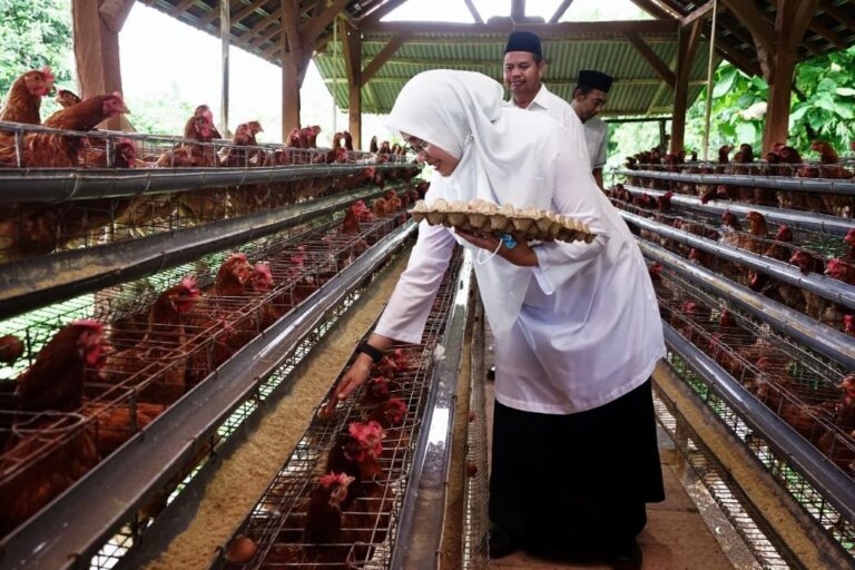 Woman in a white hijab feeds chickens in a multi-tier poultry coop, holding an egg carton as she reaches into the cages while two men look on in the background.