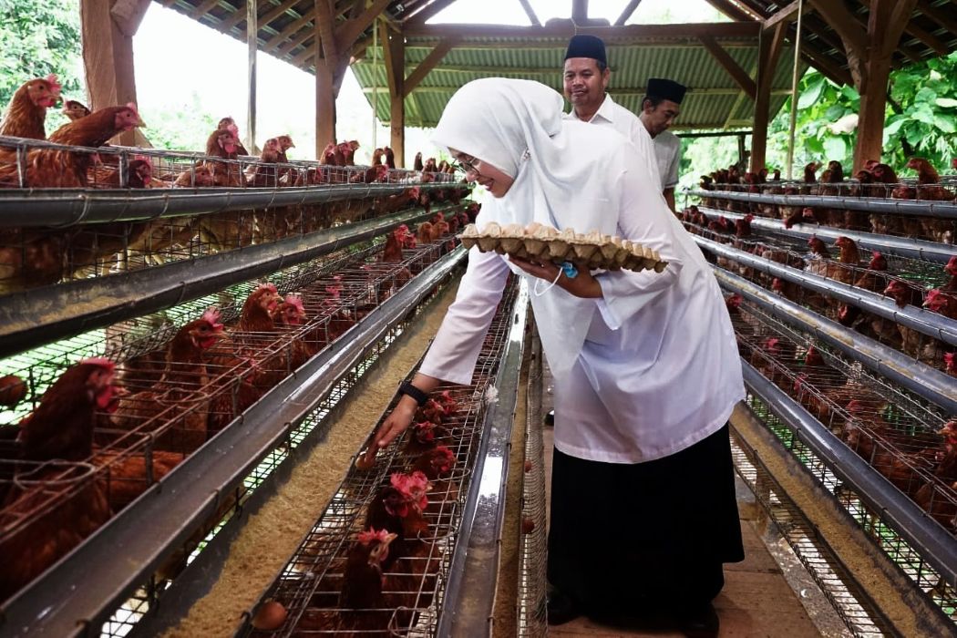 Woman in a white hijab feeds chickens in a multi tier poultry coop holding an egg carton as she reaches into the cages while two men look on in the background